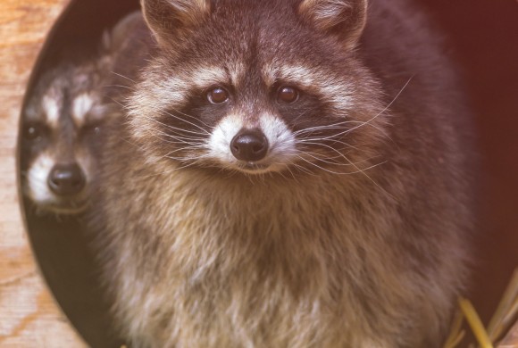 Angry Raccoon
