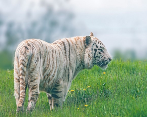 white-tiger-1